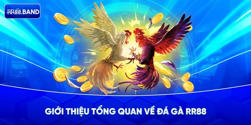 Giới thiệu đá gà RR88 và lý do nên tham gia tại RR88